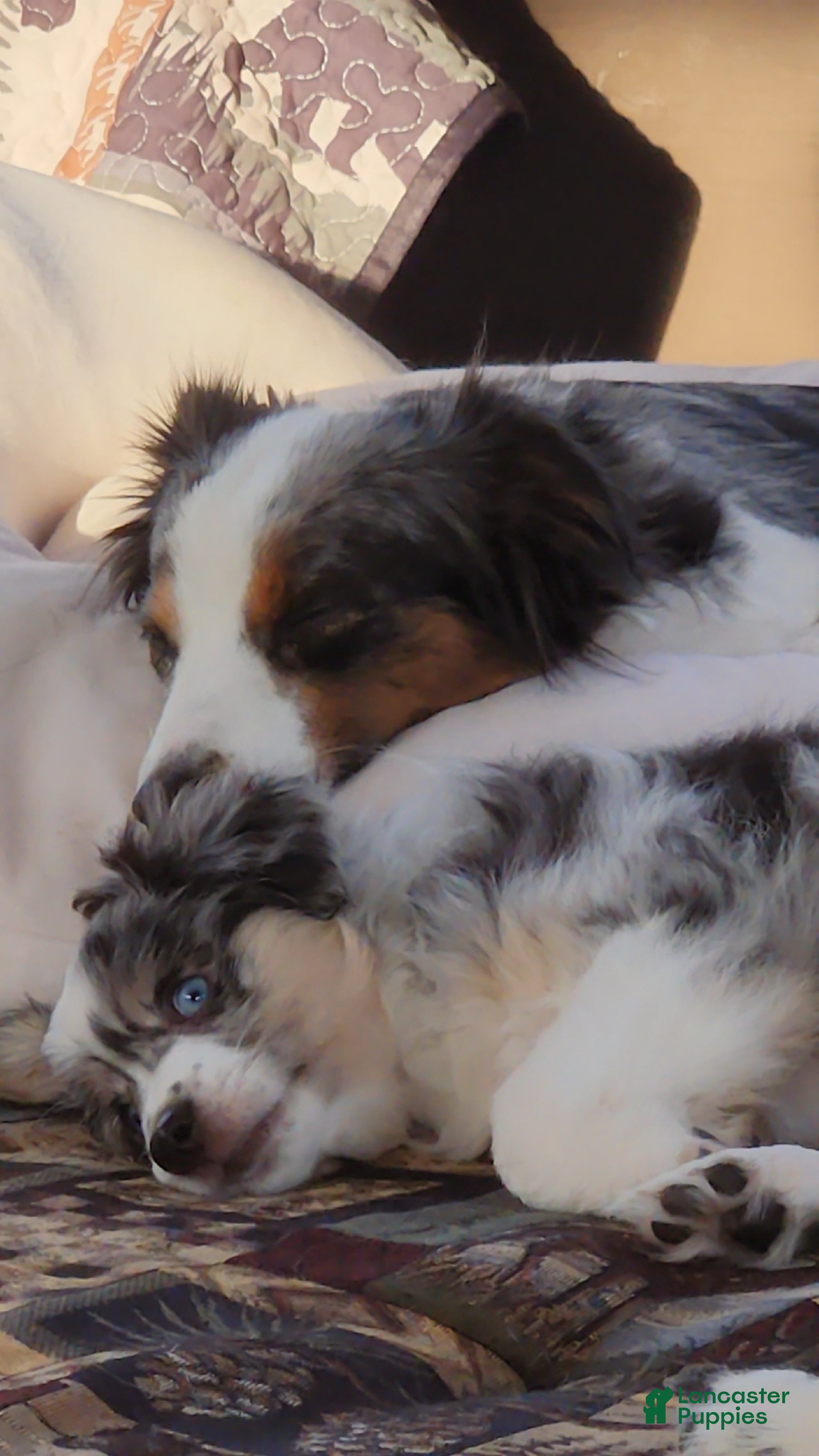 Miniature Australian Shepherd dogs Miniature Australian Shepherd Puppy 1 - Ad 40