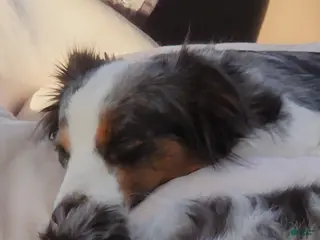 Miniature Australian Shepherd dogs Miniature Australian Shepherd Puppy 1 - Ad 15