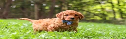 Goldendoodle dogs for sale: Mason - Ad 4