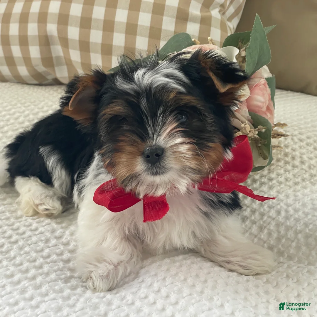 Biewer Terrier dogs for sale: Molly - Ad 1