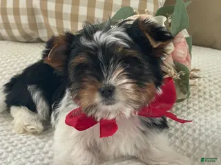 Biewer Terrier dogs for sale: Molly - Ad 3