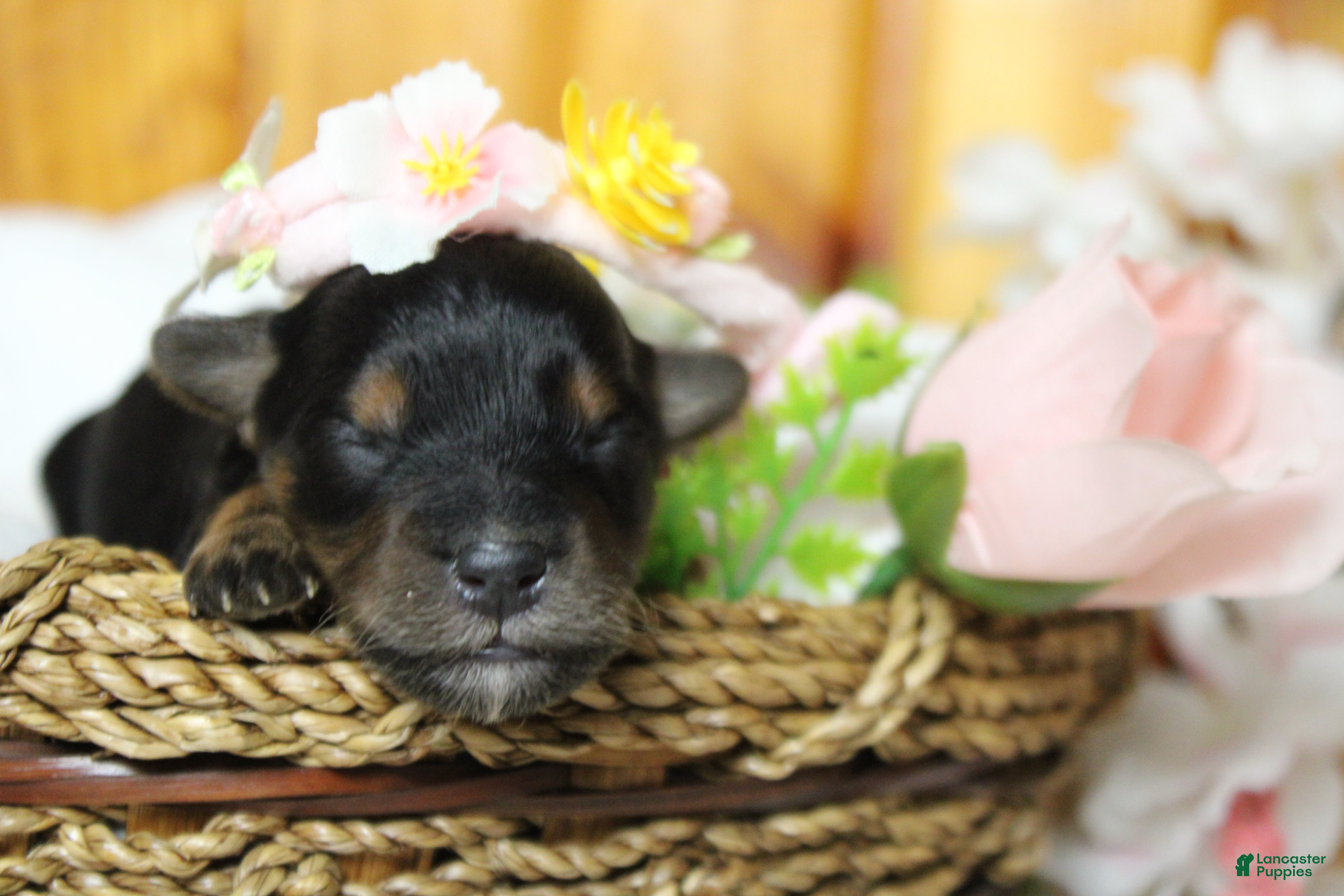 Yorkiepoo dogs Darling  - Ad 8