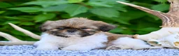 Shih Tzu dogs for sale: Hoyt - Ad 5