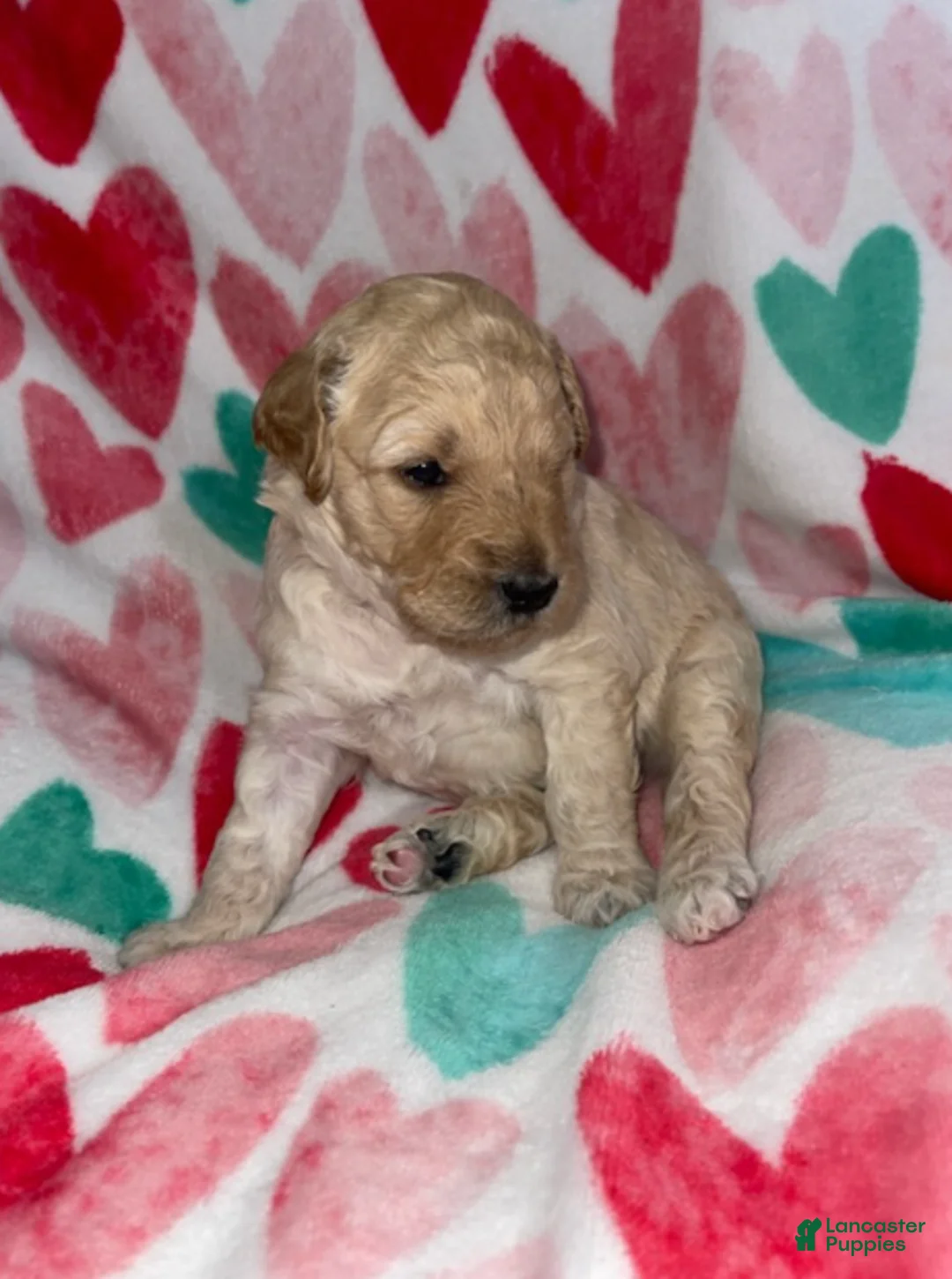 Double Doodle dogs for sale: Haymitch - Ad 2