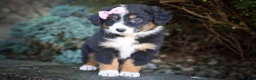 Mini Aussiedoodle dogs for sale: Layla🎀 - Ad 13