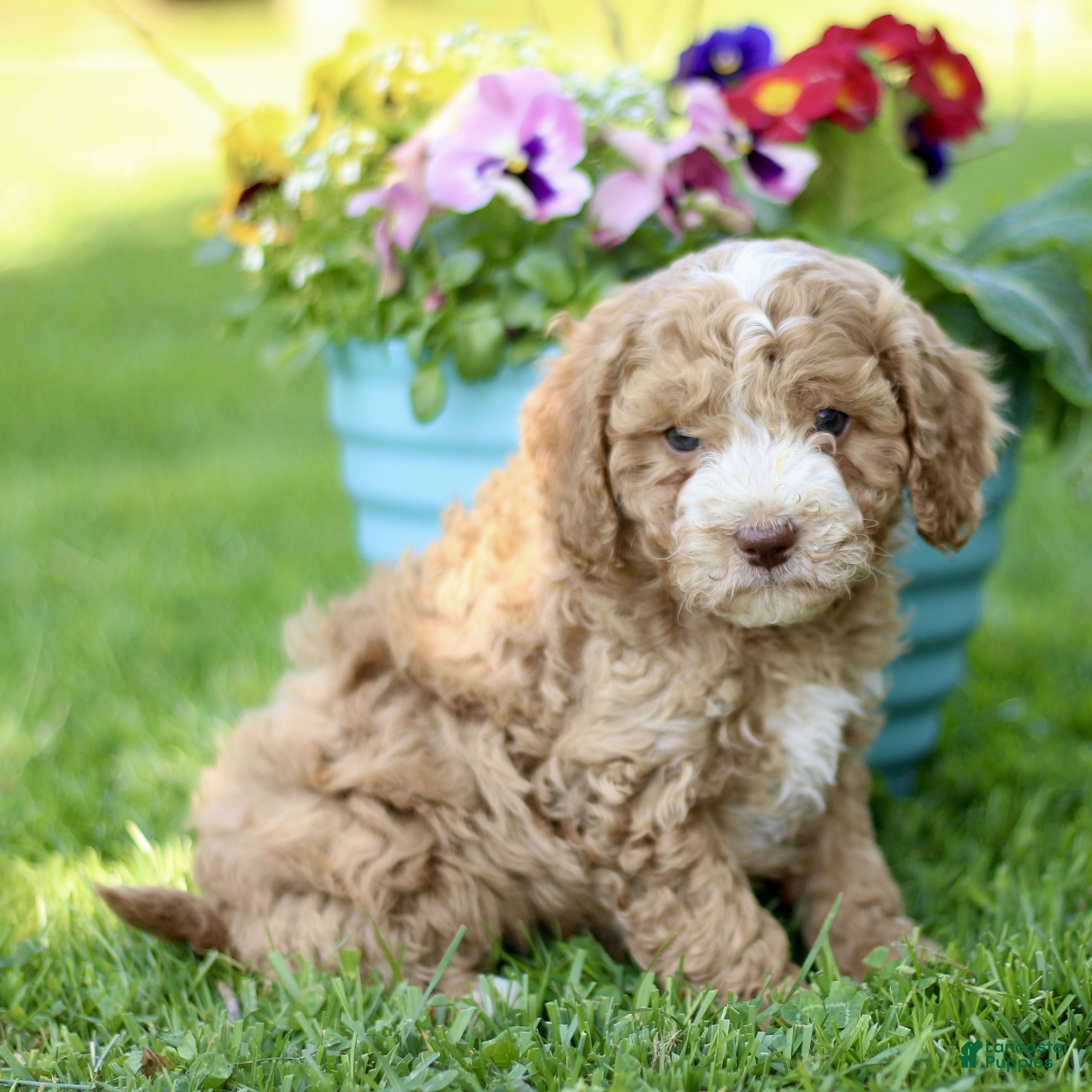 Cavapoo dogs for sale: Lamar  - Ad 2