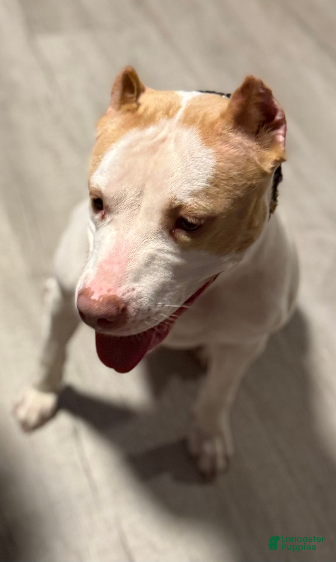 American Bully dogs for sale: Teddy - Ad 10