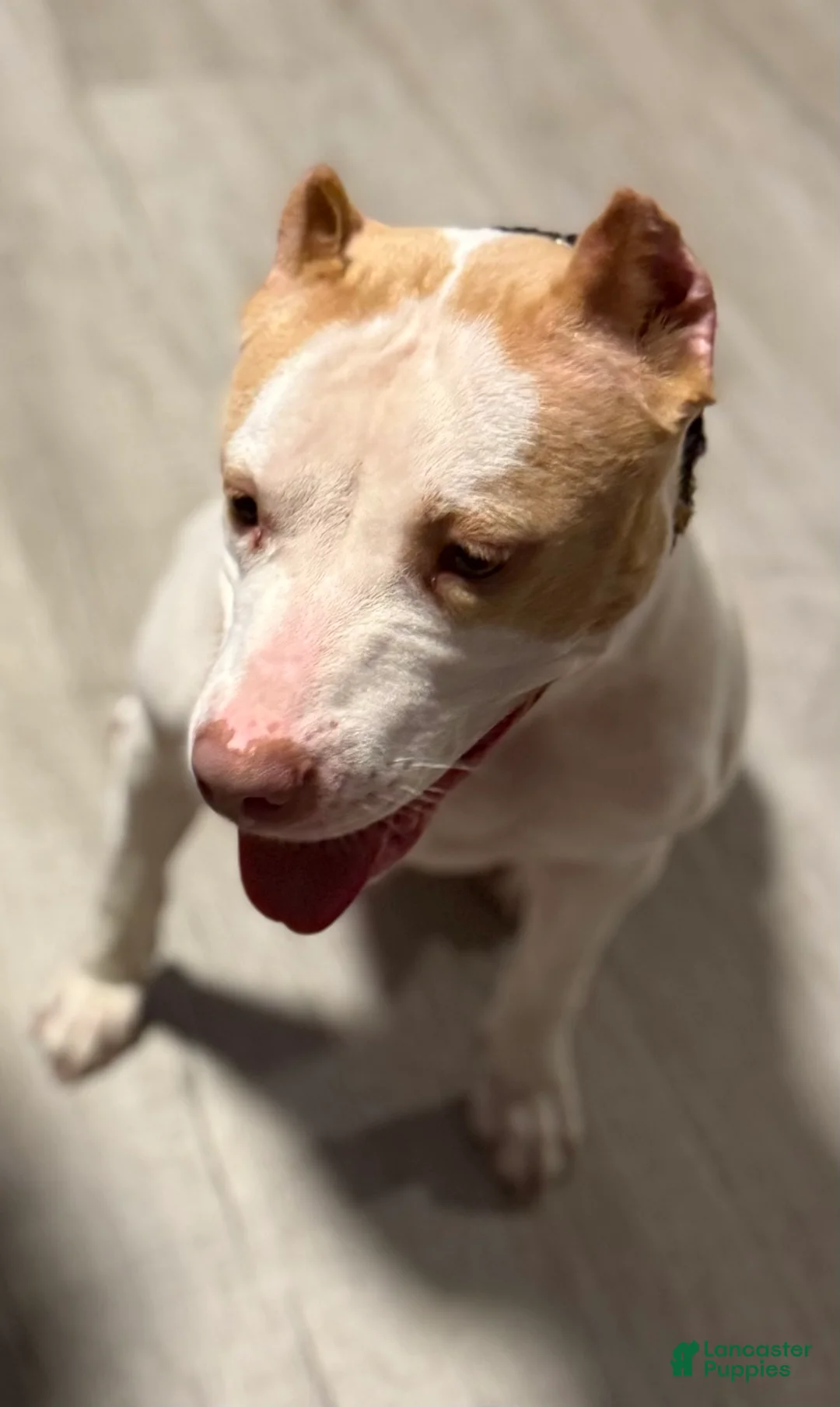 American Bully dogs for sale: Marshmallow  - Ad 11