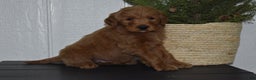 Goldendoodle dogs for sale: Bailey  - Ad 2