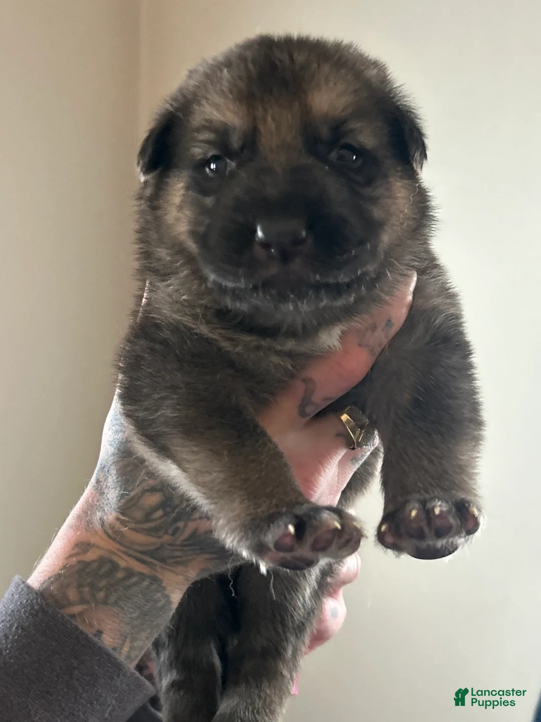 German Shepherd dogs for sale: German Shepherd Puppy 1 - Ad 1