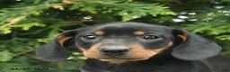 Miniature Dachshund dogs for sale: Ludwig  - Ad 5