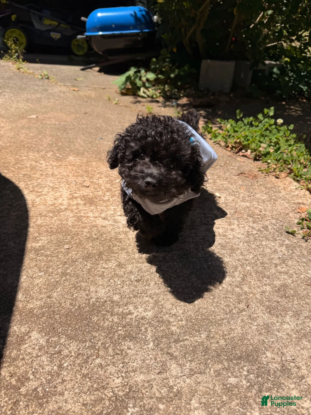 Toy Poodle dogs for sale: Ace - Ad 2
