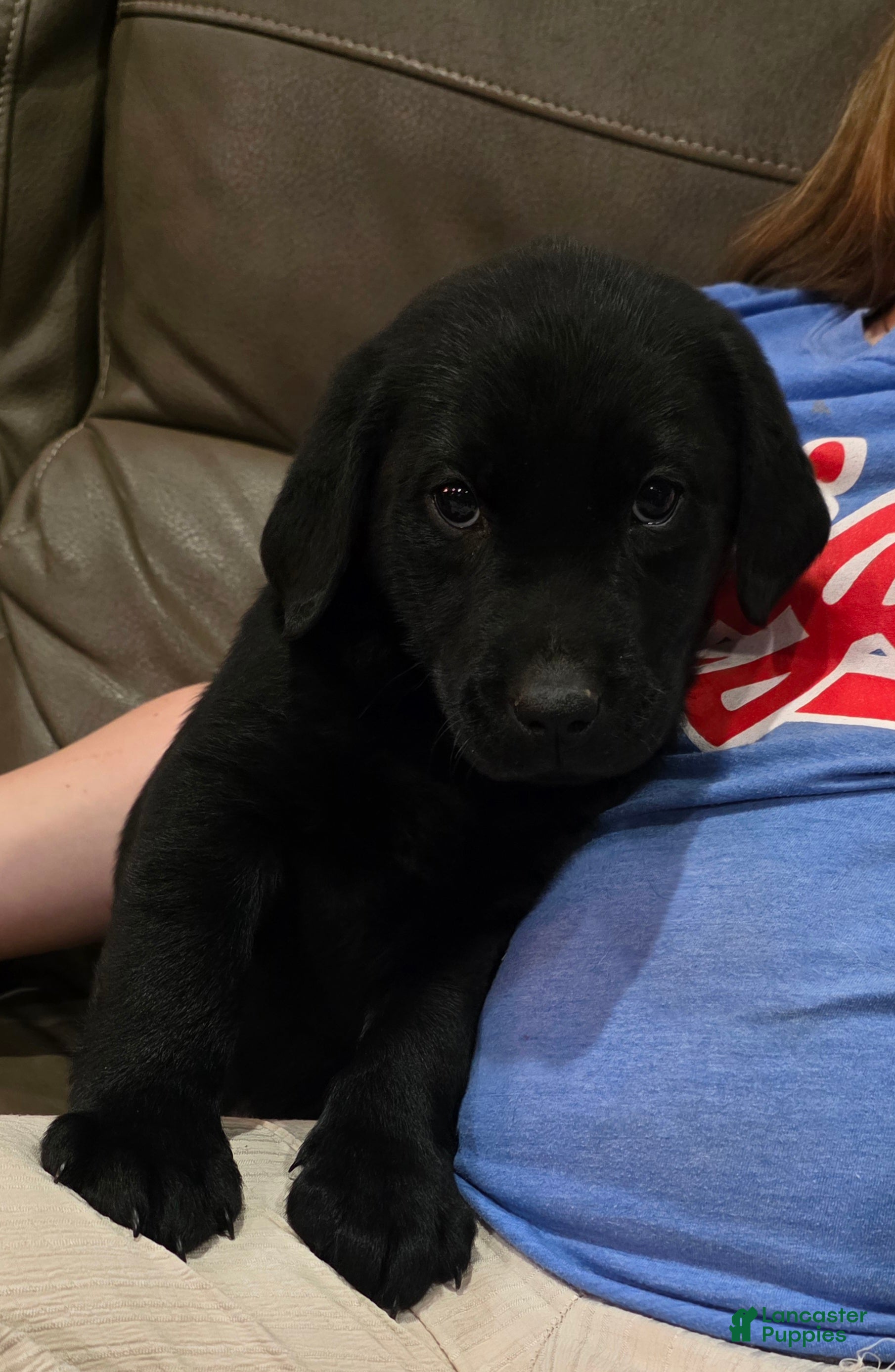 Labrador Retriever dogs Gunner - Ad 2