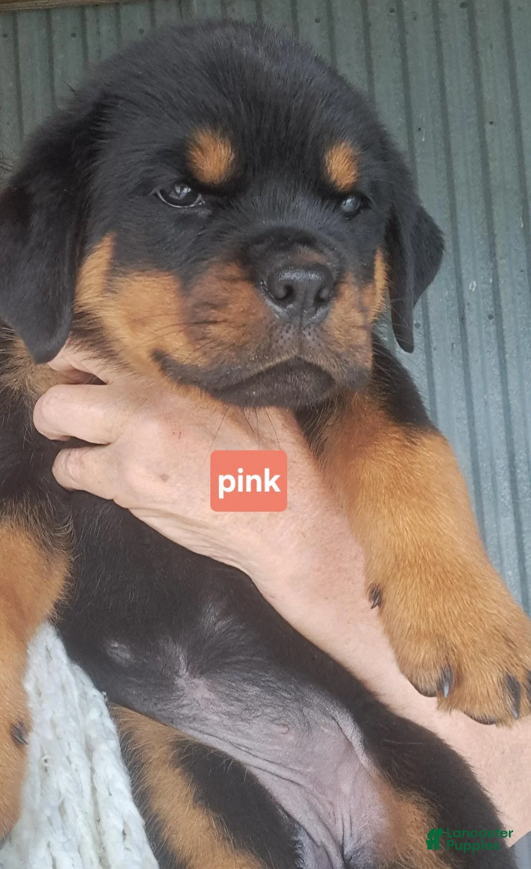Rottweiler dogs for sale: Rottweiler 2 - Ad 1