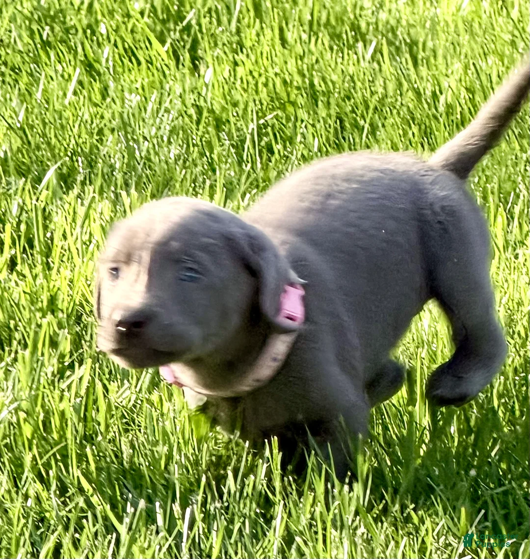 Labrador Retriever dogs for sale: Maizey - Ad 1