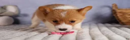 Welsh Corgi Pembroke dogs for sale: Bella🌸 - Ad 16