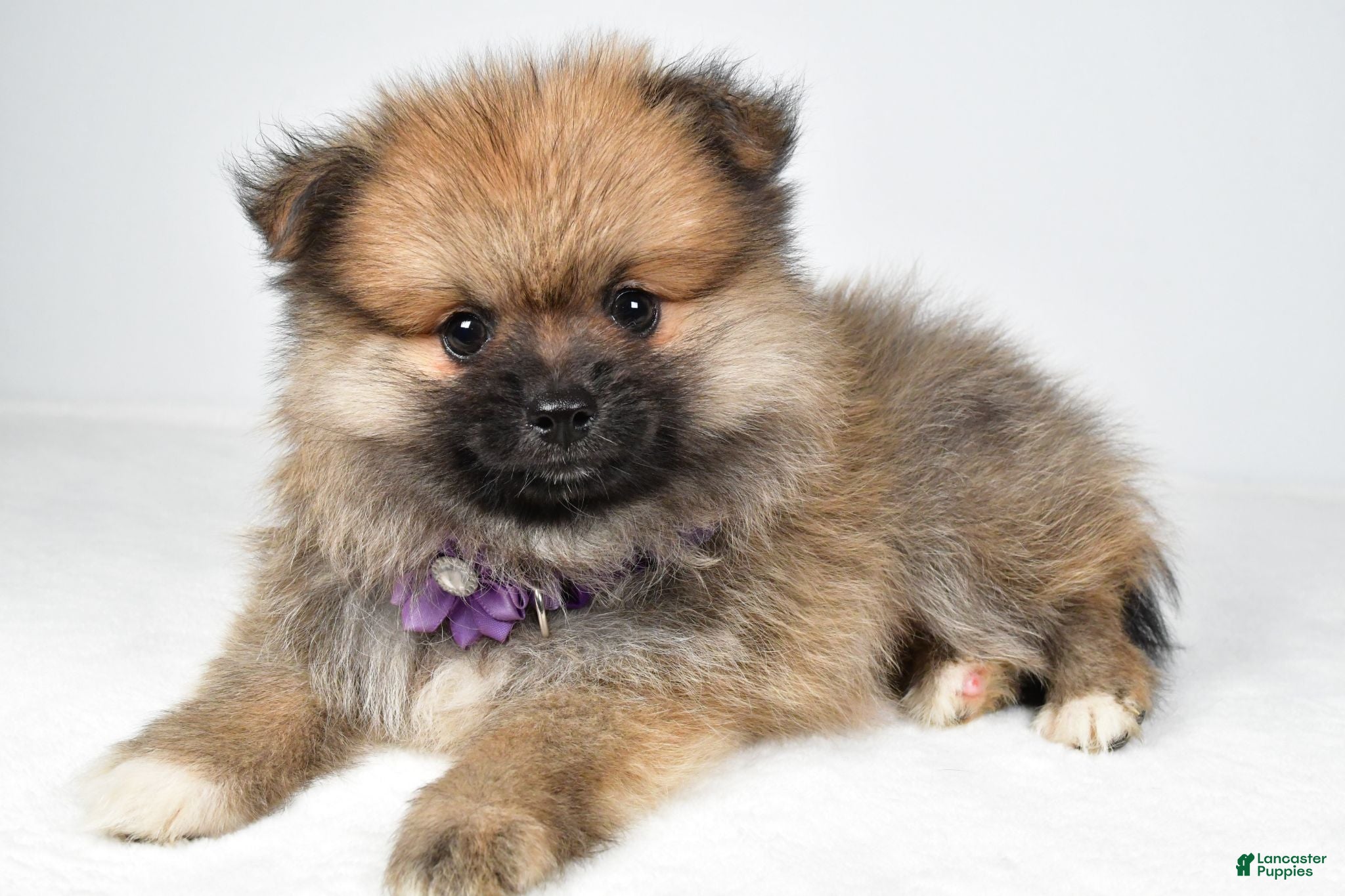 Pomeranian dogs Frisky - Ad 2