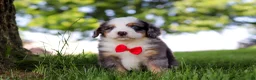 Mini Bernedoodle dogs for sale: Dragonfly - Ad 3