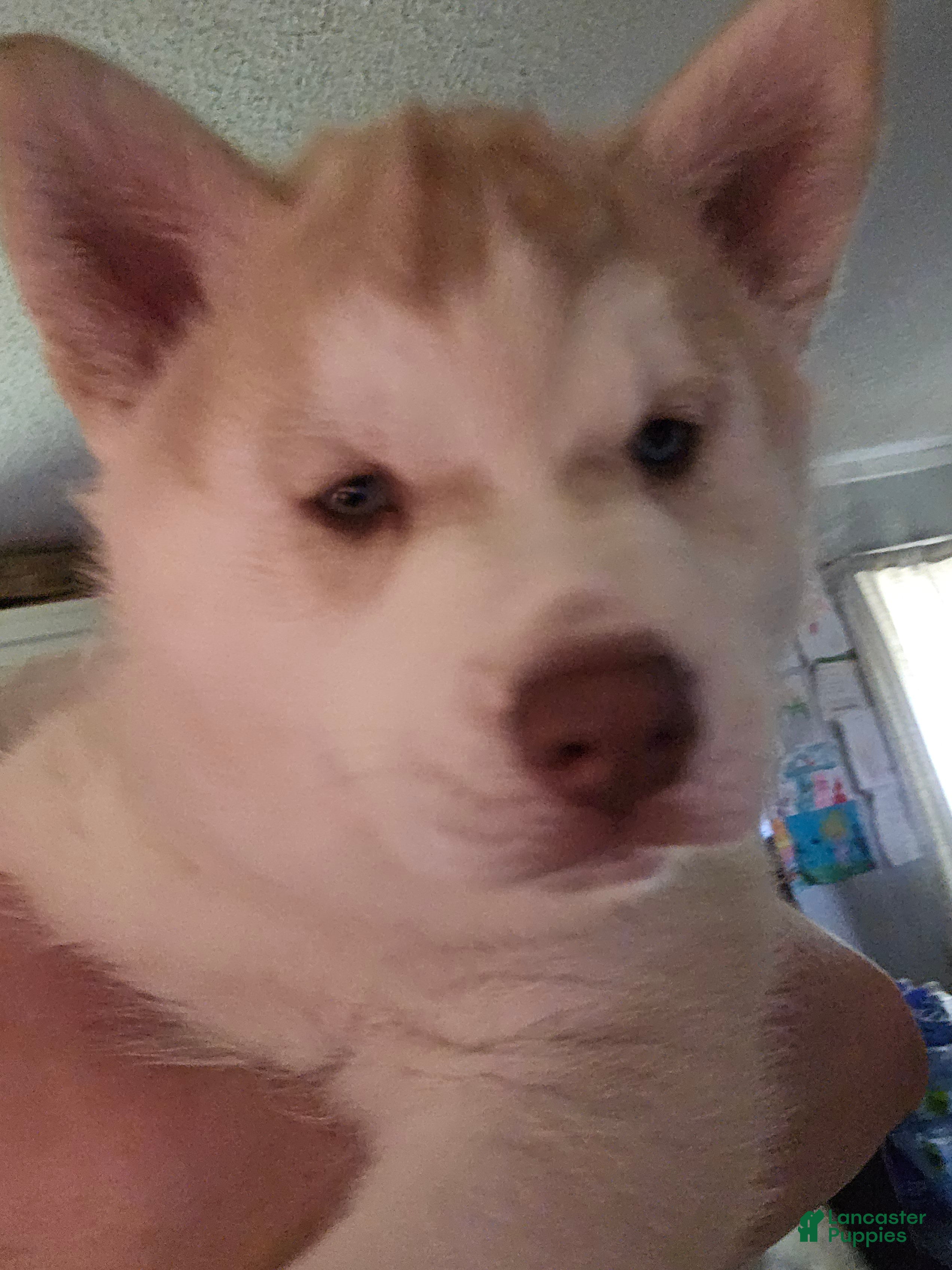 Mixed Breed dogs Simba - Ad 33