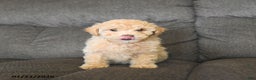 Bichpoo dogs for sale: Lucy  - Ad 4