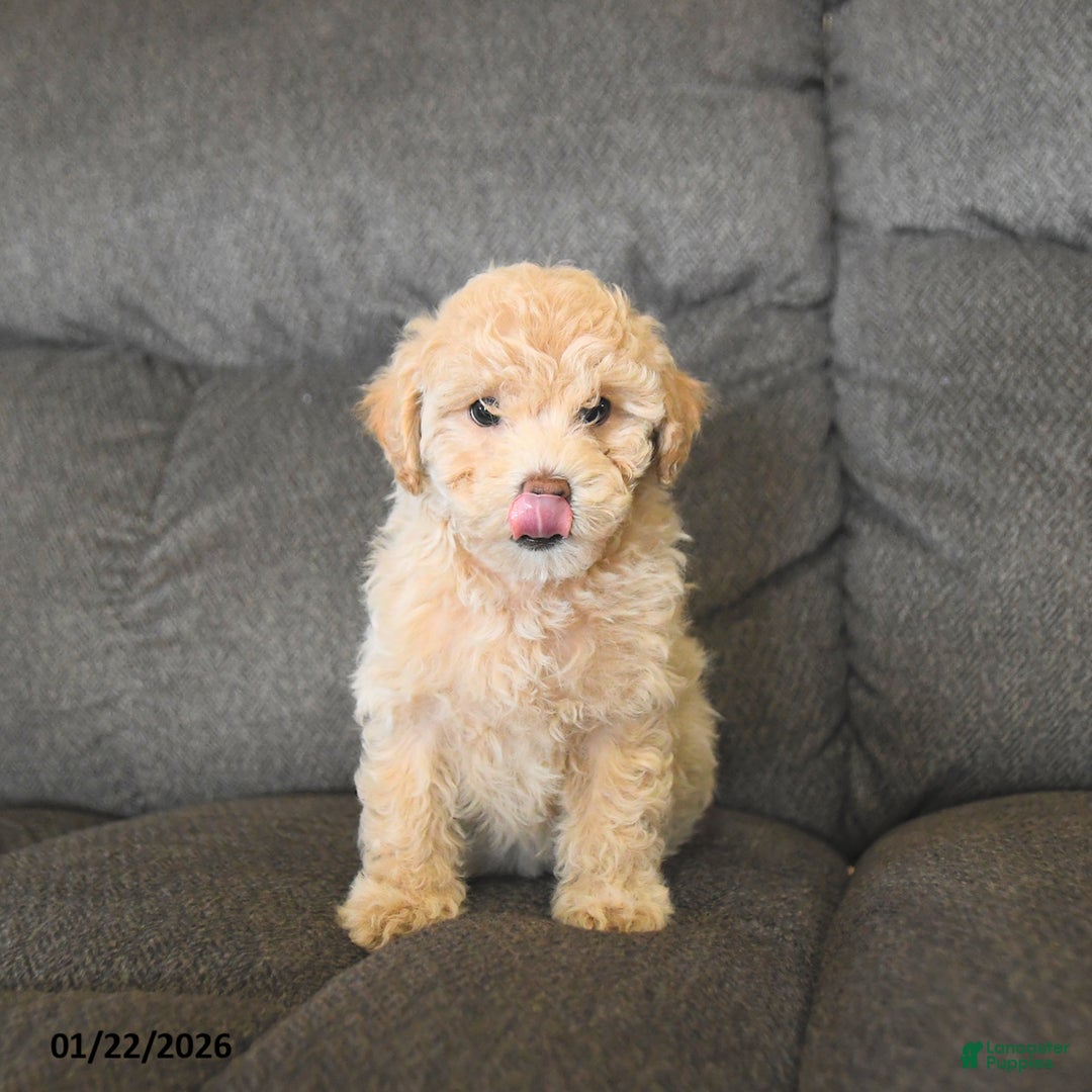Bichpoo dogs for sale: Lucy  - Ad 4