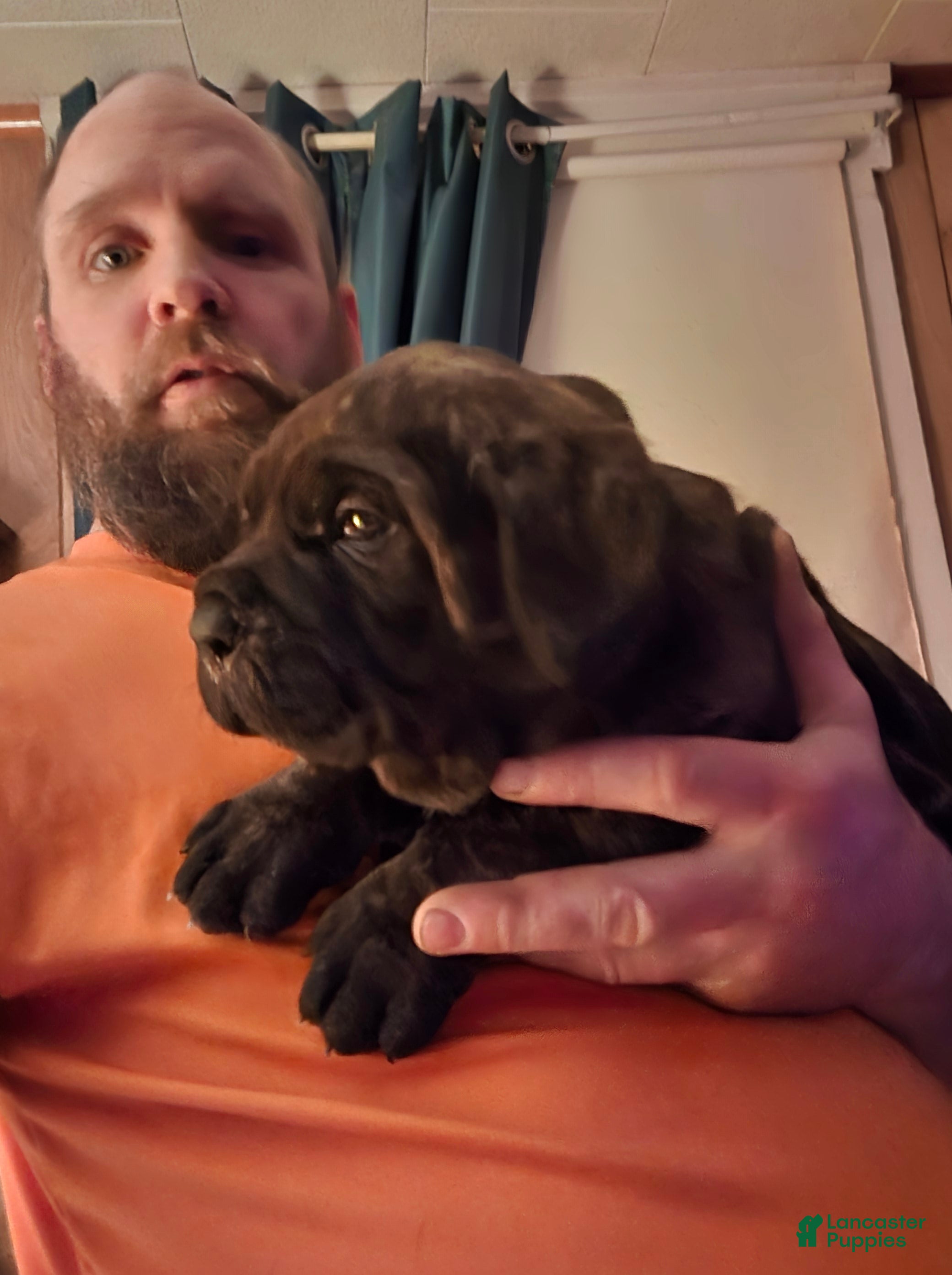 Cane Corso dogs Cane Corso Puppy 3 - Ad 37