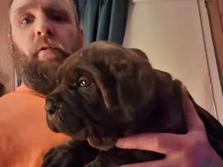 Cane Corso dogs Cane Corso Puppy 3 - Ad 37