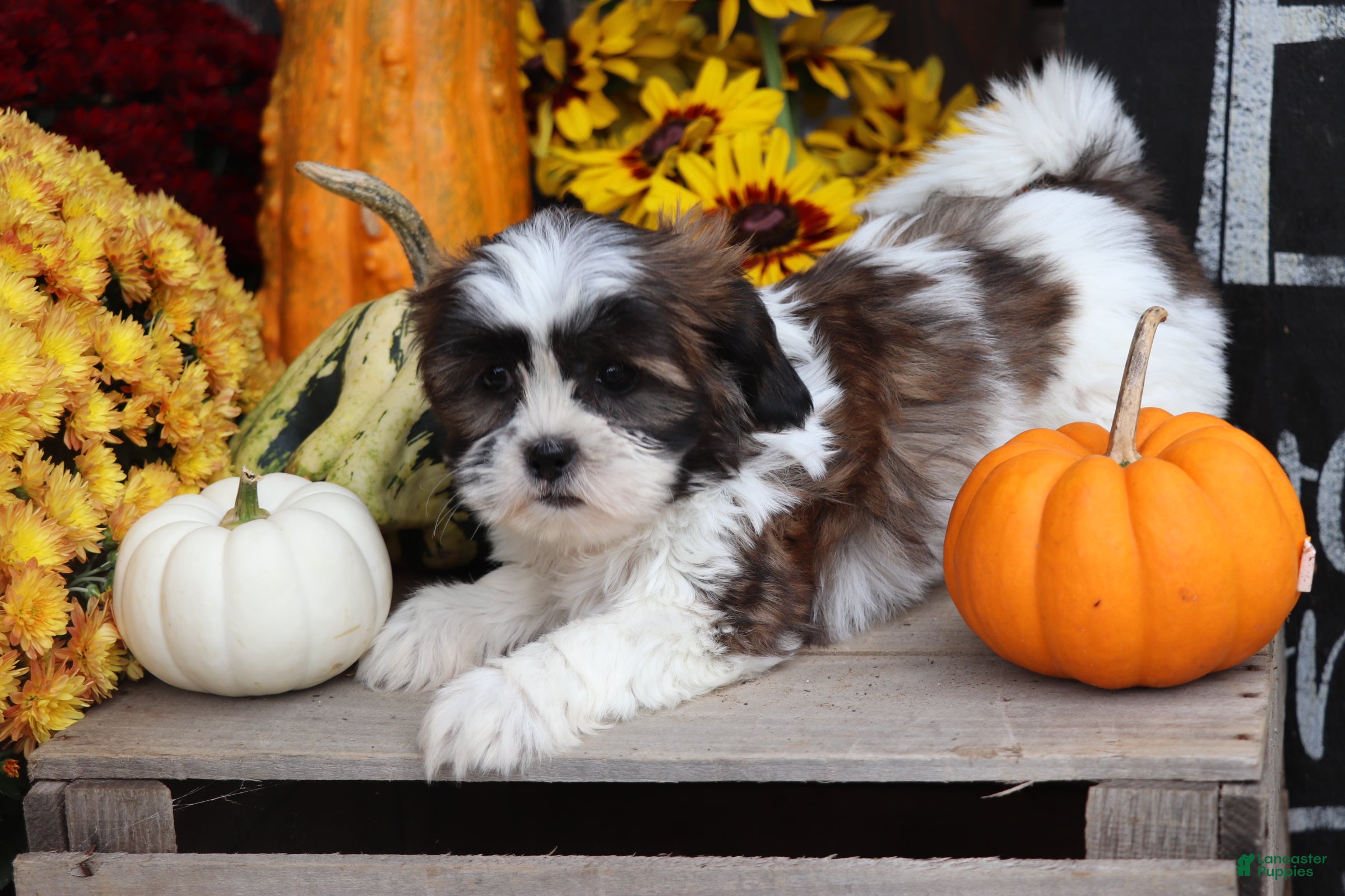 Shih Tzu dogs Autumn - Ad 2