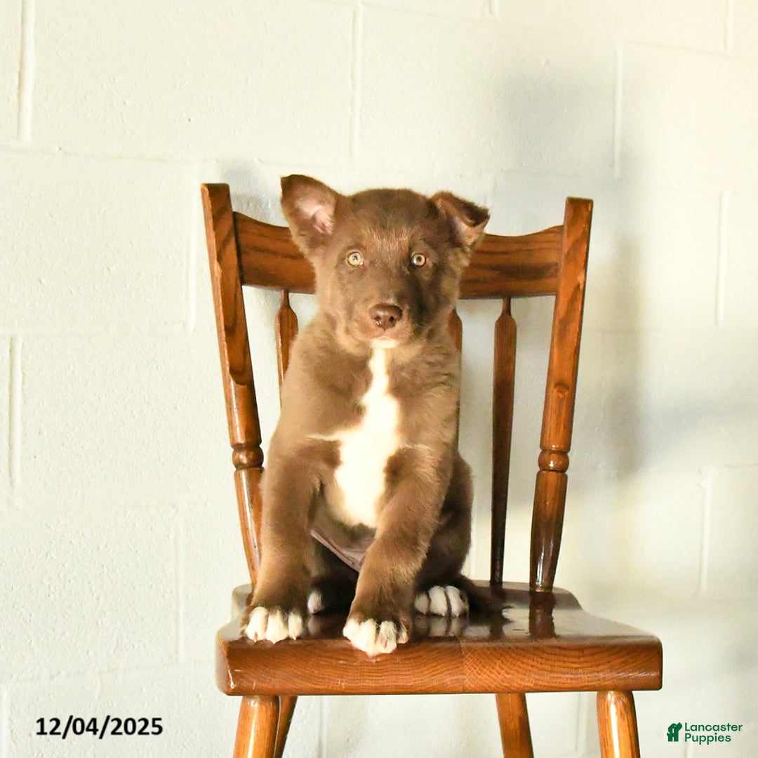 Mixed Breed dogs for sale: Oliver - Ad 3