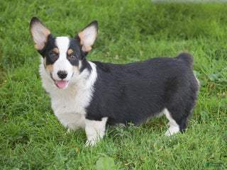 Welsh Corgi Pembroke dogs - Ad 28