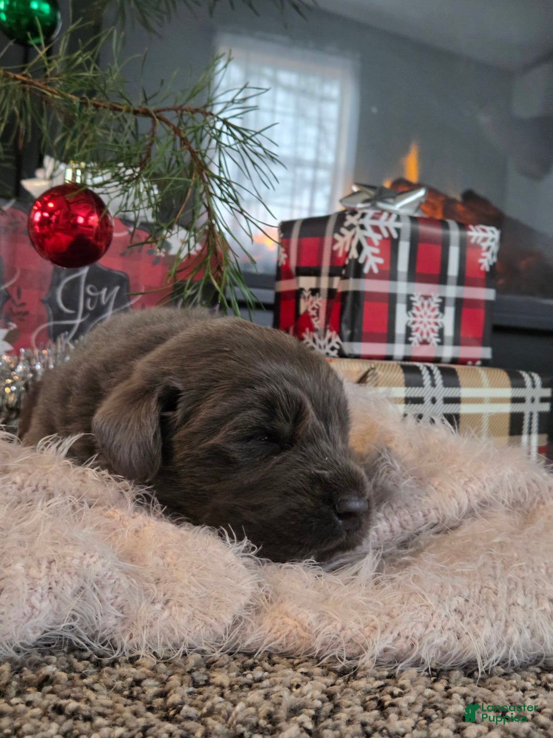 Newfoundland dogs for sale: Spruce  - Ad 3