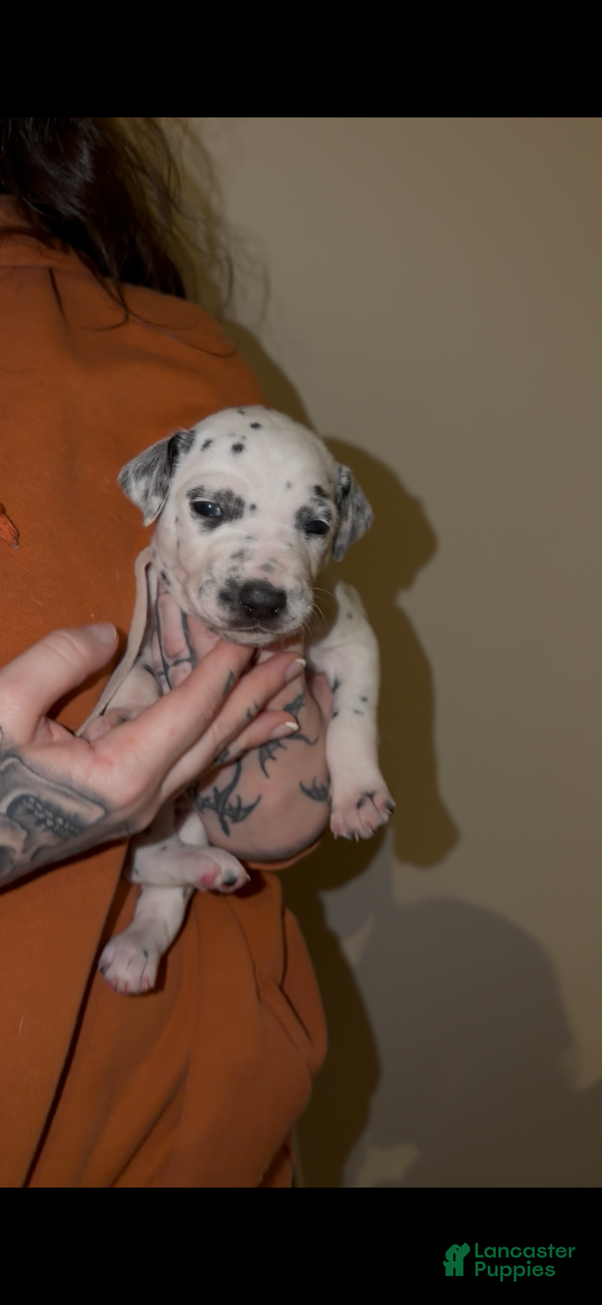 Dalmatian dogs Sweetie - Ad 16