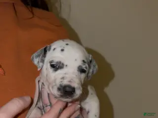 Dalmatian dogs Sweetie - Ad 20