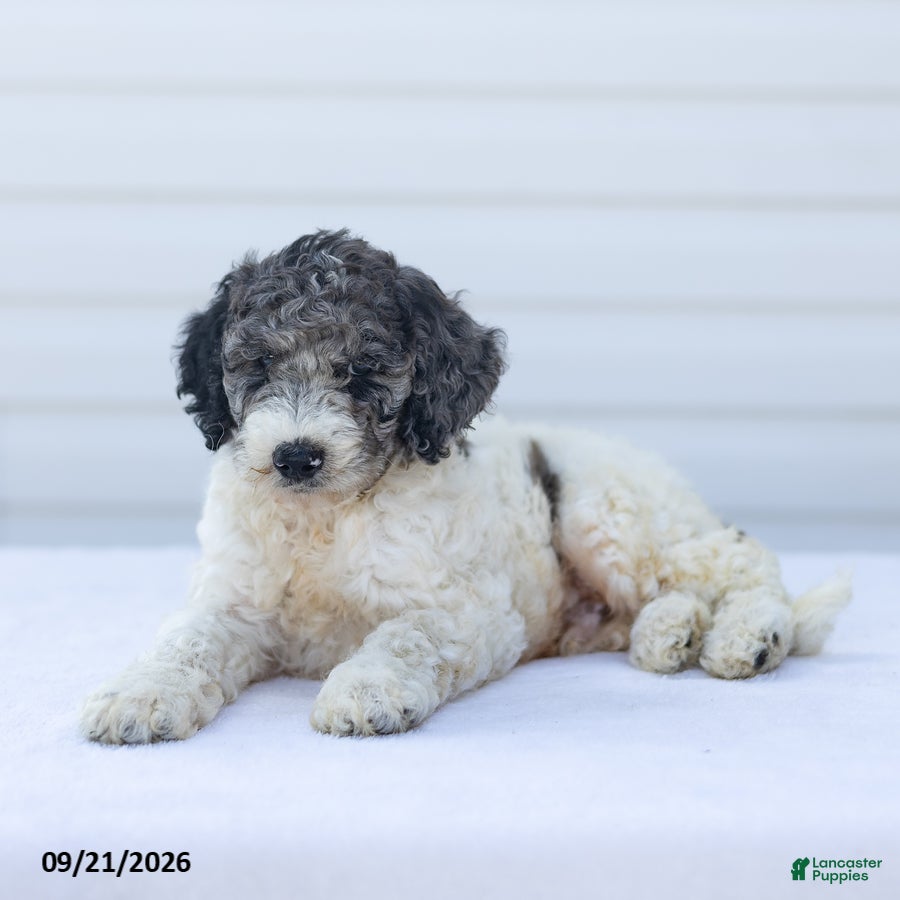 Goldendoodle dogs Jace - Ad 2