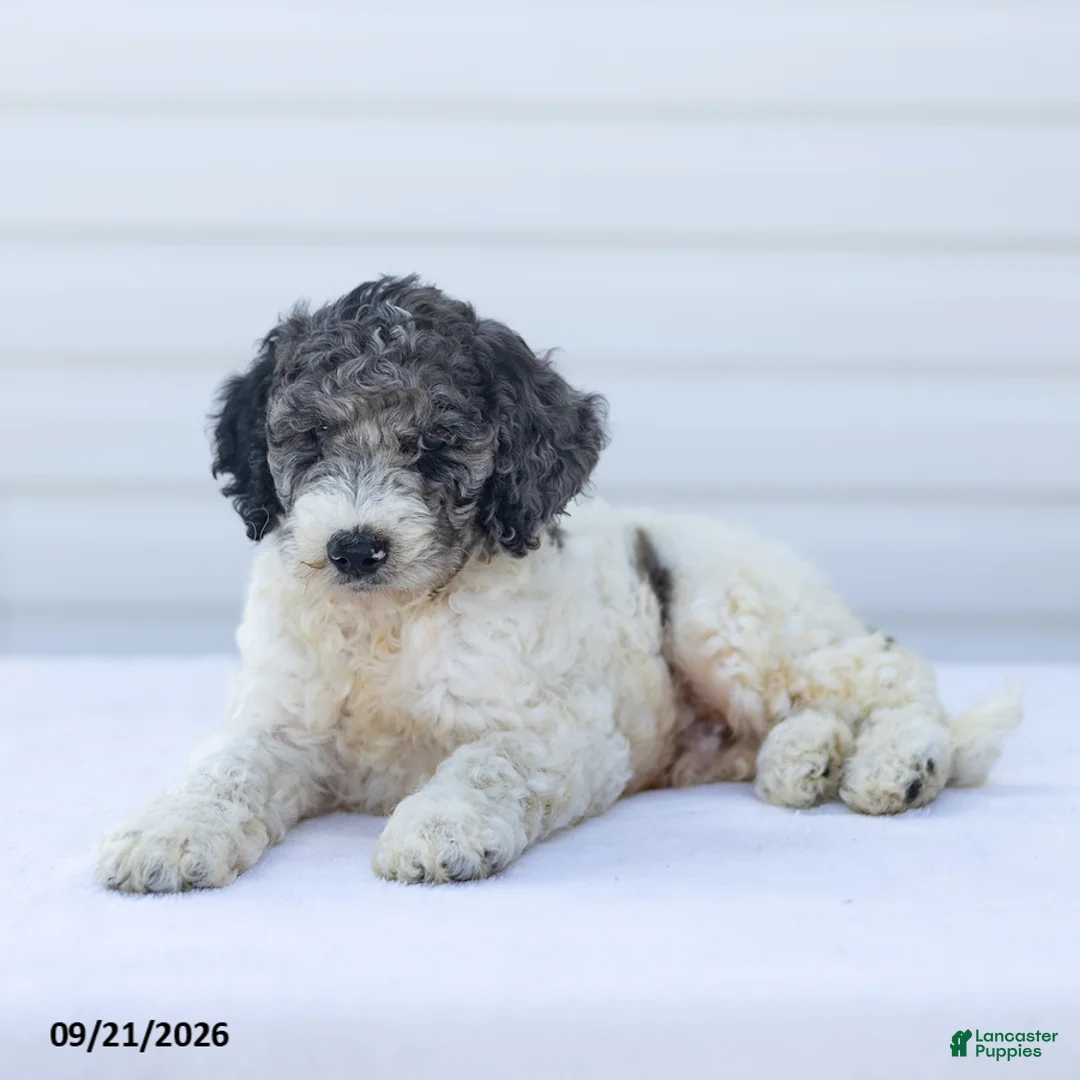 Goldendoodle dogs for sale: Jace - Ad 2