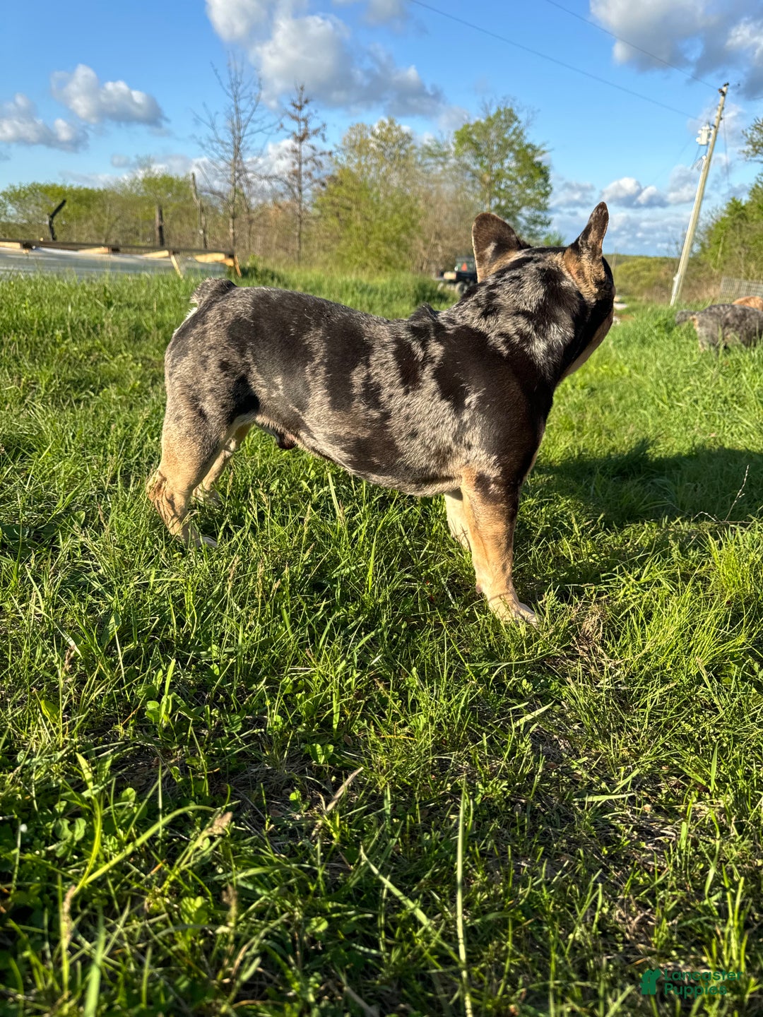 French Bulldog dogs for stud: Bruno  - Ad 1