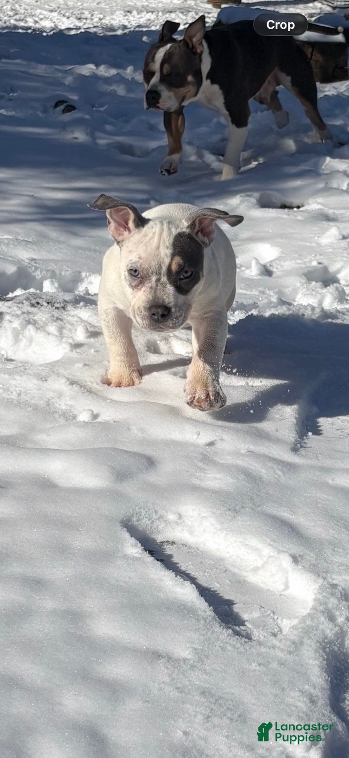 American Bully dogs American Bully Puppy 2 - Ad 25