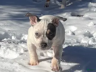 American Bully dogs American Bully Puppy 2 - Ad 25