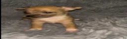 Chiweenie dogs for sale: Mai Tai  - Ad 4