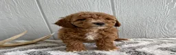 Mini Goldendoodle dogs for sale: Roxy - Ad 3