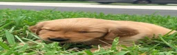 Golden Retriever dogs for sale: Golden Retriever Jade  - Ad 2