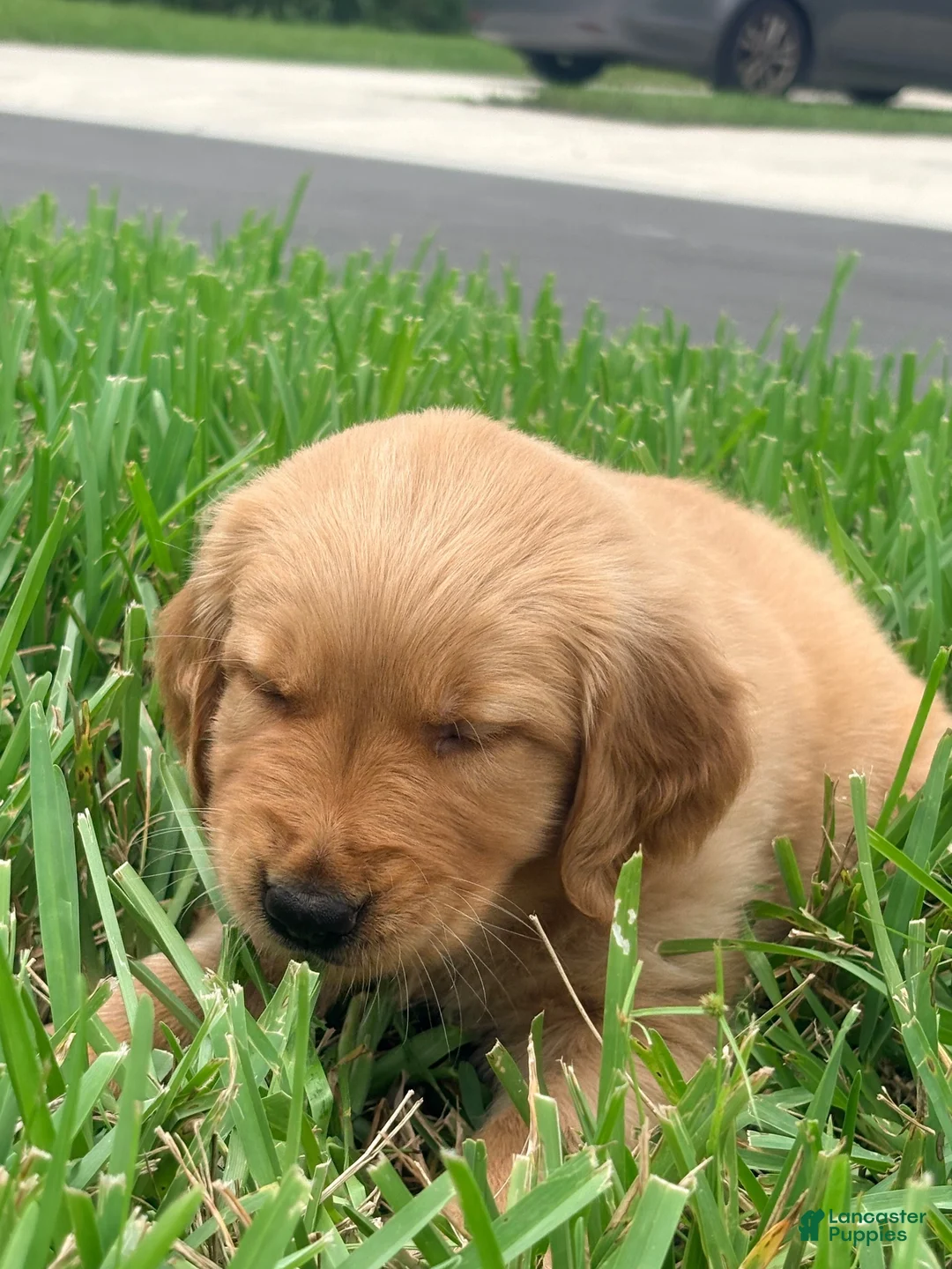 Golden Retriever dogs for sale: Golden Retriever Jade  - Ad 2