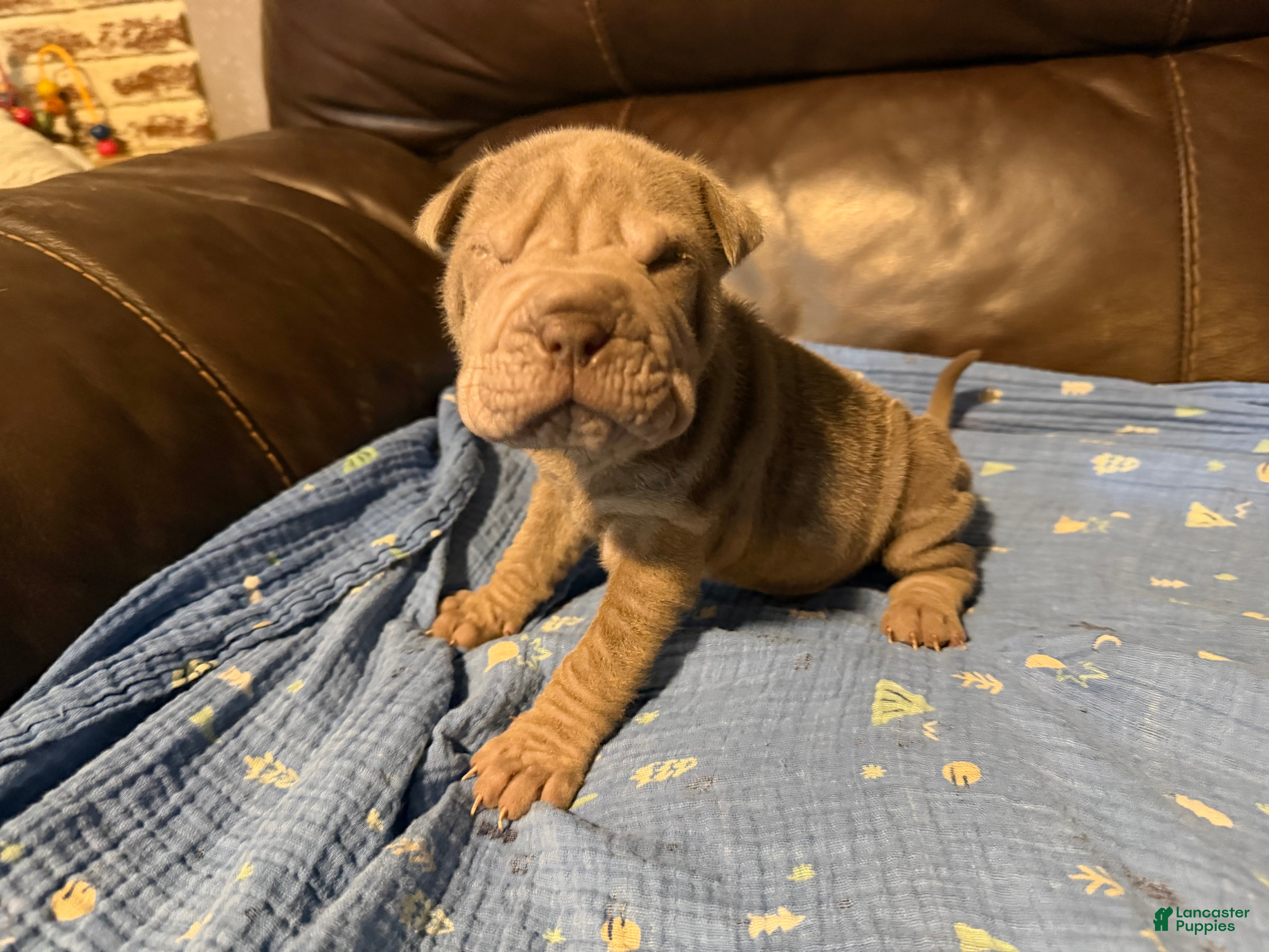 Shar Pei dogs for sale: Pistachio - Ad 1