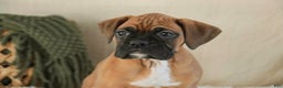 Boxer dogs for sale: Fred - Ad 5