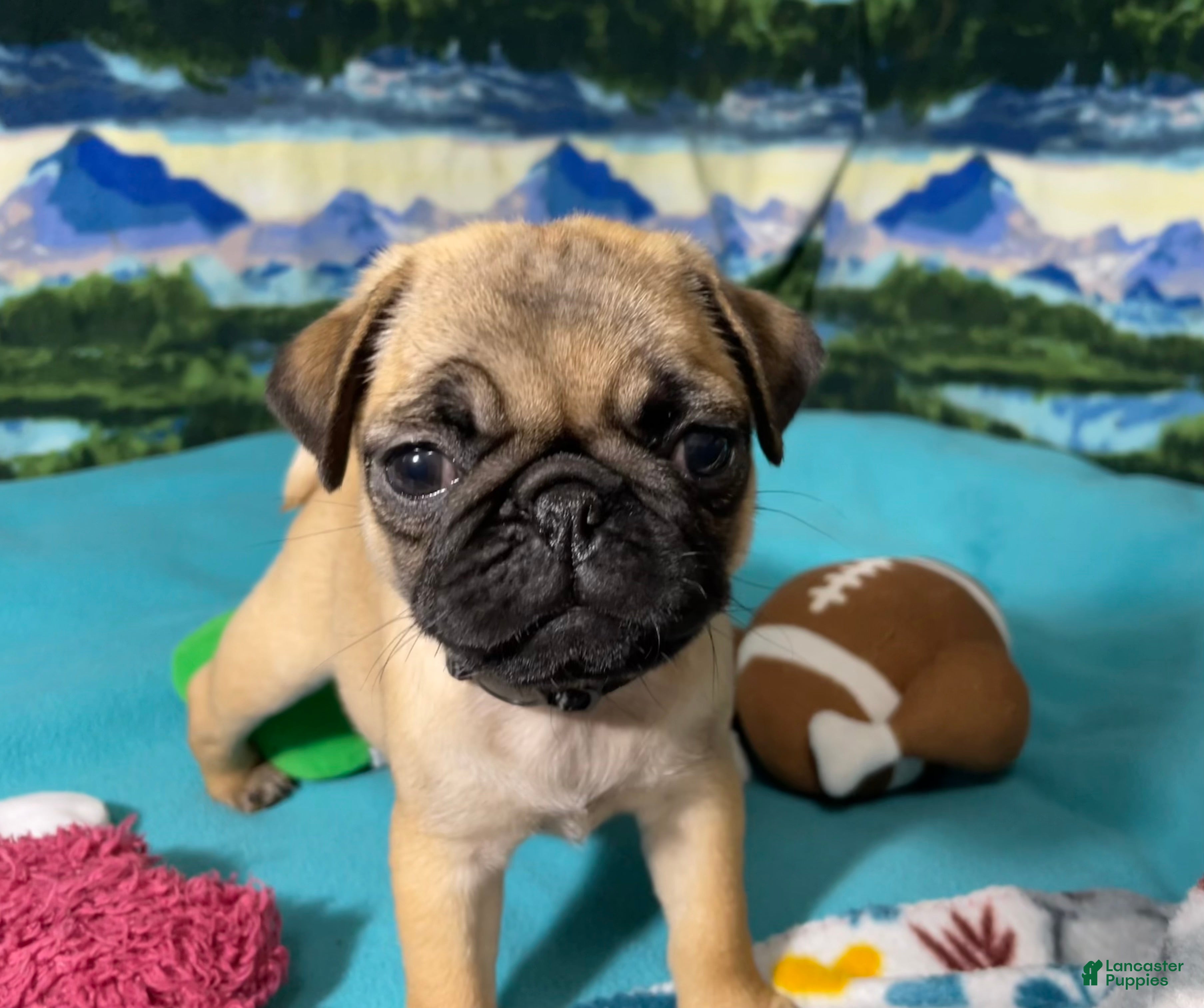 Pug dogs Birdie - Ad 2