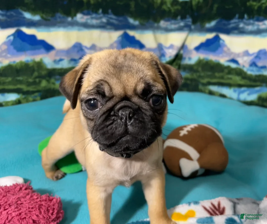 Pug dogs for sale: Birdie - Ad 2