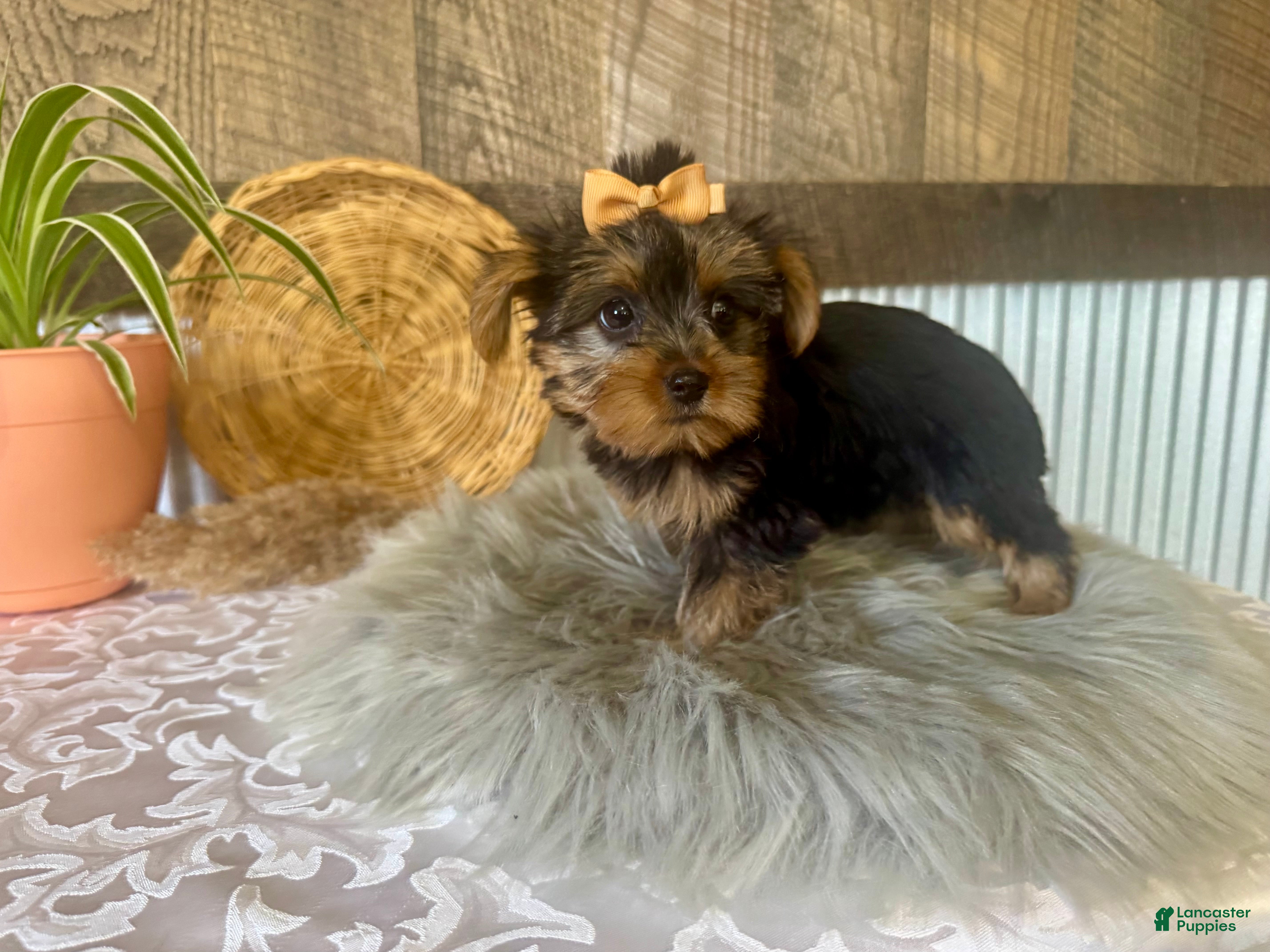 Yorkshire Terrier dogs Tiana - Ad 2