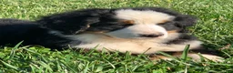 Bernese Mountain Dog dogs for sale: Alaska  - Ad 3