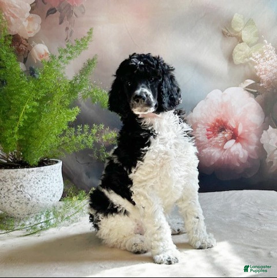 Standard Poodle dogs for sale: Trinity - Ad 2