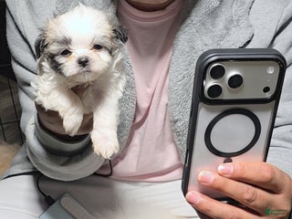 Maltipoo dogs - Ad 20